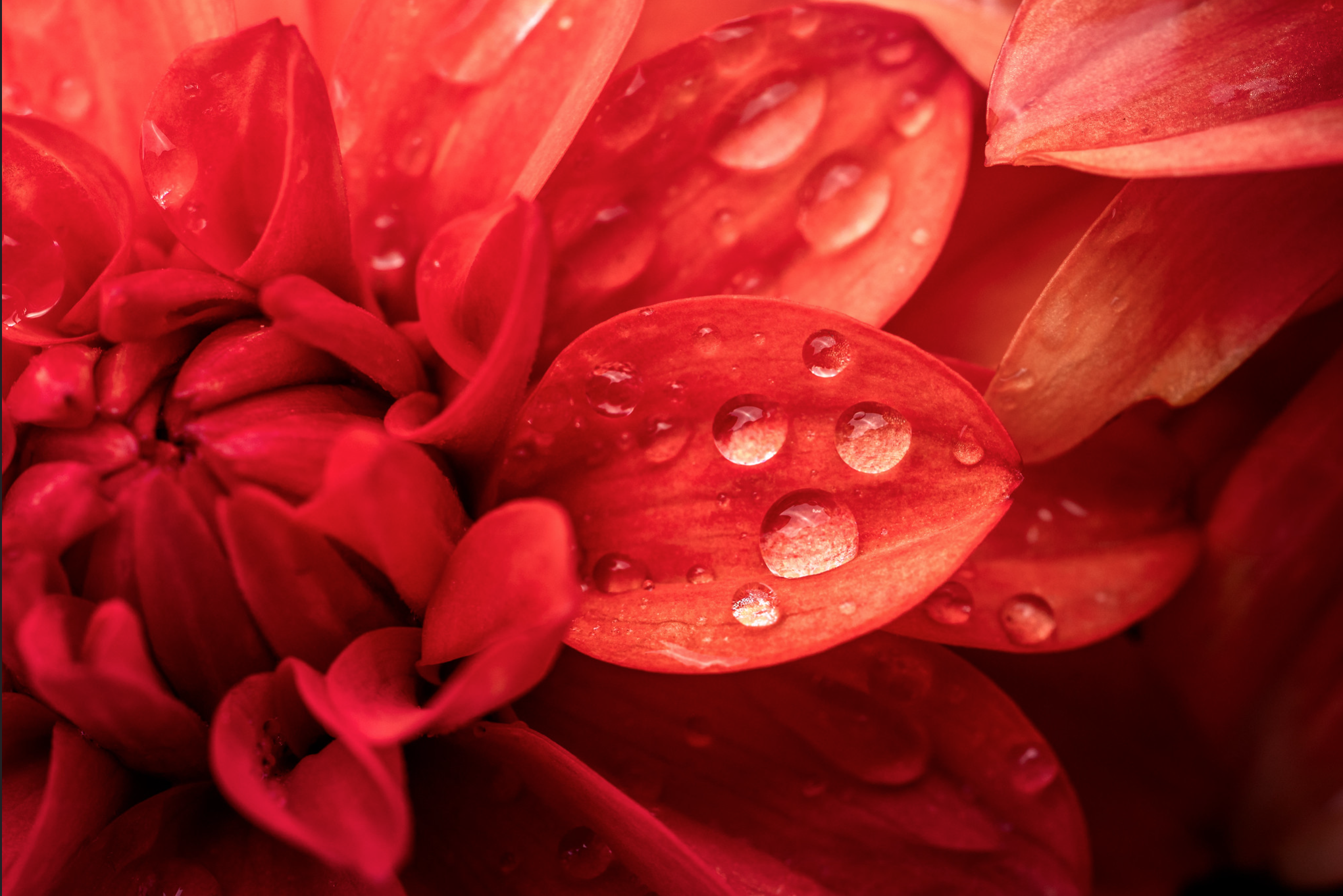 Dahlia druppels